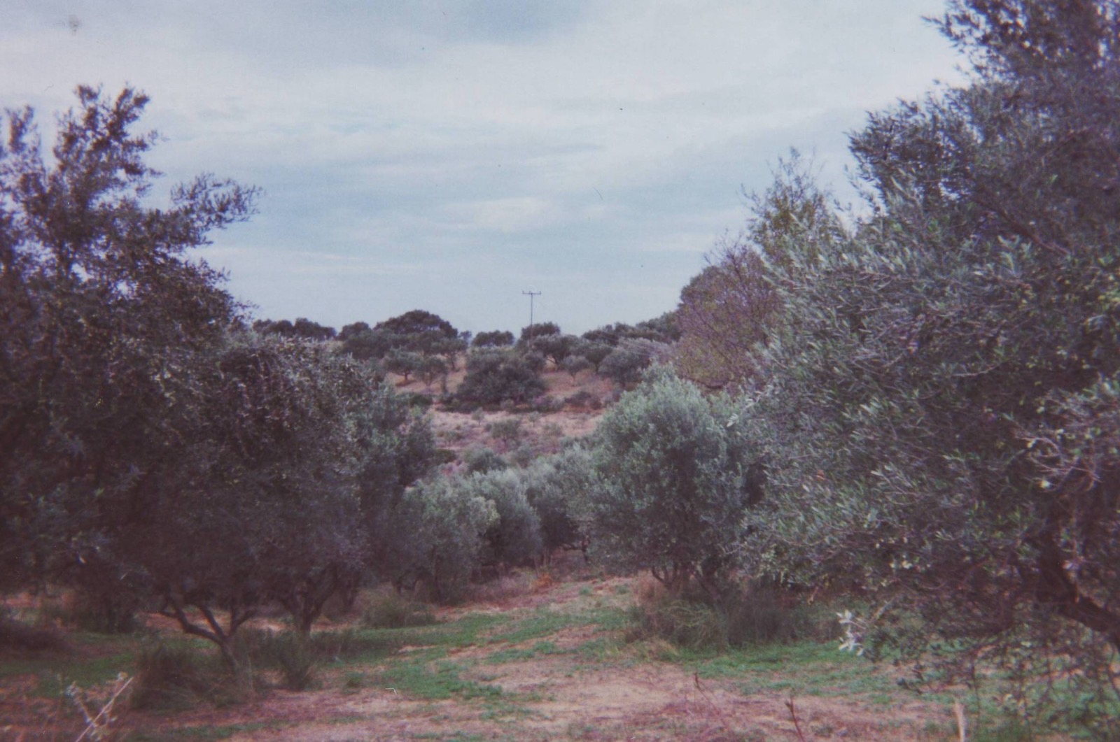 Olive grove in the Peloponnese