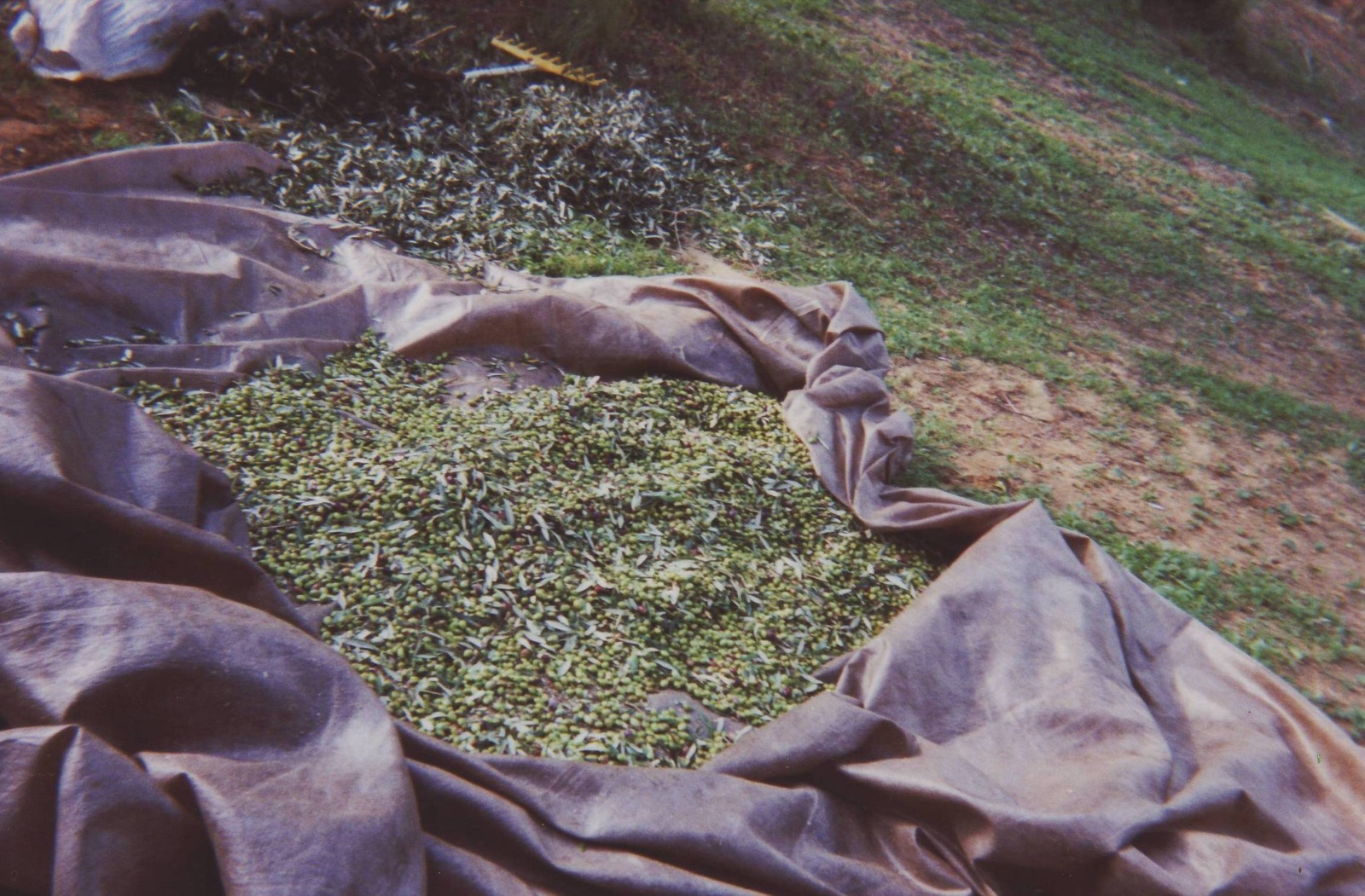 Olive harvest in the Peloponnese